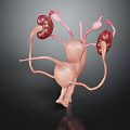 3D Anatomical Model of Human Urinary Organs Kidneys Bladder and Ureters