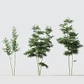 Modern Bamboo Green Planting Bamboo Combination Landscape Bamboo Courtyard Green Bamboo Indoor Green Planting Outdoor Bamboo 3d model