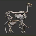 Animal Organ Structure Display With Large And Small Skeleton Models Anatomical Features 3d model