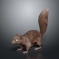 Realistic Brown Fur Squirrel With Long Tail In Standing Posture On Gray Background 3d model