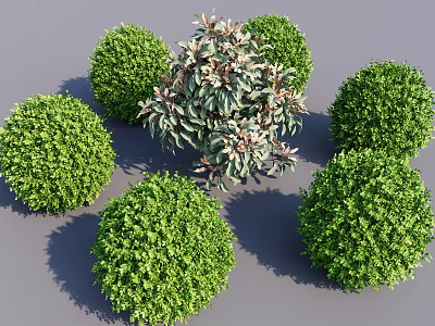 Ball Shaped Green Landscape Shrubs With Central Variegated Foliage Cluster Design 3d model