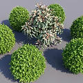 Ball Shaped Green Landscape Shrubs With Central Variegated Foliage Cluster Design