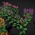 Vibrant Flowering Garden Plants with Green Leaves and White Red Clustered Flowers Against Dark Background