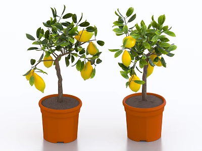 bonsai lemon tree fruit tree potted fruit tree potted lemon 3d model