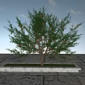 Lush Fruit Bearing Arbor With Green Leaves And Red Yellow Fruits On Stone Pavement
