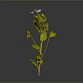 Green Leaf Plant with Yellow Accents and Blue Flower with Yellow Center