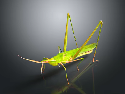 Green Grasshopper With Long Legs On Black Background Showing Reflection 3d model