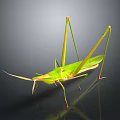 Green Grasshopper With Long Legs On Black Background Showing Reflection 3d model