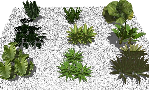 modern shrubs aquatic plants tropical plants palm family 3d model