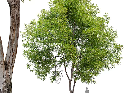 Tall Tree with Thick Trunk and Lush Green Foliage in Natural Outdoor Scene with Human Silhouette 3d model
