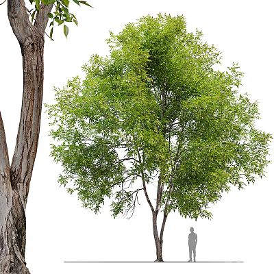 Tall Tree with Thick Trunk and Lush Green Foliage in Natural Outdoor Scene with Human Silhouette 3d model