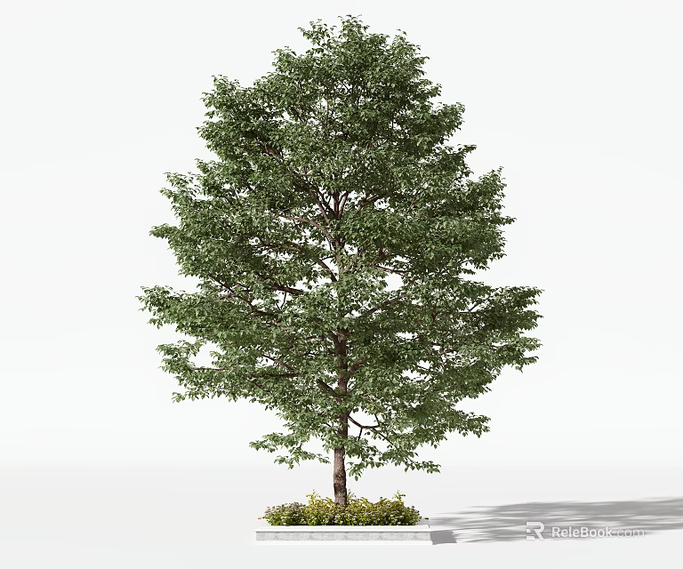 Arbor With Lush Green Leaves And Strong Trunk Planted In White Planter Base 3d model 
