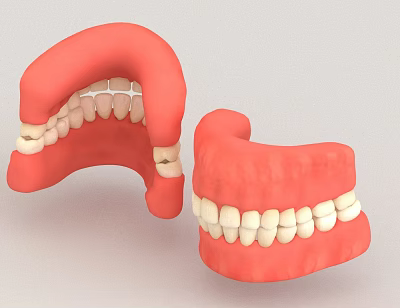 Upper And Lower Dental Jaw Models With White Teeth And Red Gums 3d model
