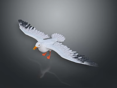 Seagull Flying Spread Wings White Body Black Wing Tips Orange Beak Feet Gray Background Reflection 3d model