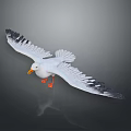 Seagull Flying Spread Wings White Body Black Wing Tips Orange Beak Feet Gray Background Reflection