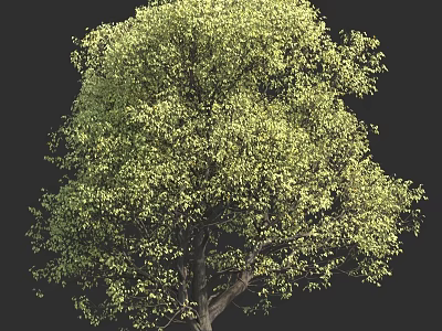 Lush Green Tree With Vibrant Foliage And Strong Trunk On Black Background 3d model