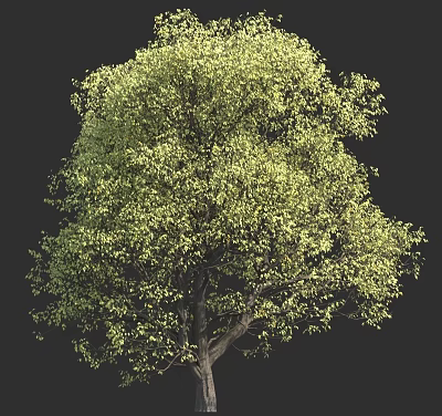Lush Green Tree With Vibrant Foliage And Strong Trunk On Black Background 3d model