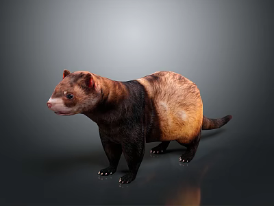 Brown And Yellow Ferret Standing On Shiny Floor With Gray Background 3d model