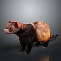 Brown And Yellow Ferret Standing On Shiny Floor With Gray Background