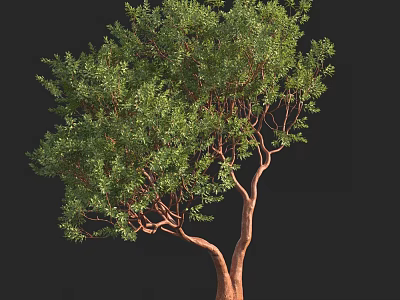 Lush Arbor With Green Leaves And Brown Branched Trunk In Natural Form 3d model