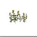 Vibrant Sunflowers with Yellow Blooms Green Stems and Fresh Leaves Growing Naturally