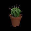 Green Spherical Cactus Plant With Sharp Spines In Brown Pot For Indoor Decor