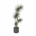 Garden Ornaments Featuring Tall And Short Green Slender Leafy Plants In Black Pots