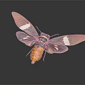 Purple Winged Cicada With Spread Wings White Spots And Orange Body Against Dark Background