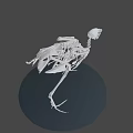 Detailed Bird Skeleton 3D Model with Anatomical Details and Standing Pose