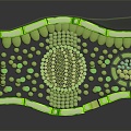 Cell structure of leaves Cell structure of leaves Plant cells 3d model