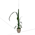 Bonsai Potted Plant With Green Long Leaves In Light Colored Pot For Indoor Decoration