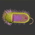 Yellow Bacterial 3D Model With Pink Pili Internal Purple Structure Blue Orange Dots And Tail