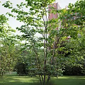 Residential Landscape Design Featuring Lush Green Trees Sunlit Lawn And Natural Greenery