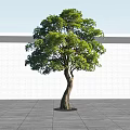 Arbor With Bent Trunk Lush Green Leaves And Shadow On White Wall