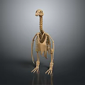Artistic Detailed Wooden Animal Skeleton Sculpture with Long Neck and Claws