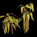 High Quality Botanical Photography Equipment For Capturing Green Leaves And Yellow Inflorescences
