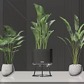 Stylish Potted Green Plants With Diverse Leaves In Modern White Pots And Black Stand