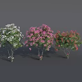 Colorful Flower Trees With White Pink Red Lush Blooms And Green Foliage