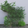 Tall Green Bamboo Plants With Lush Leaves And Surrounding Greenery Against Wall
