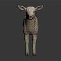 Cute Realistic White Lamb Standing On Dark Background With Reflection 3d model