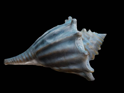Marine Conch Shell With Striped Pattern Spiral Structure And Textured Surface Against Black Background 3d model