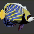 Colorful Tropical Fish With Blue Stripes Yellow Fins And White Head