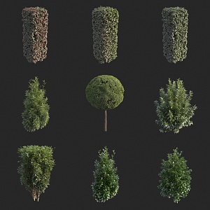 shrub hedgerow green belt plant 3d model