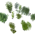Various Bamboo Plants In Natural Garden Setting With Different Green Foliage