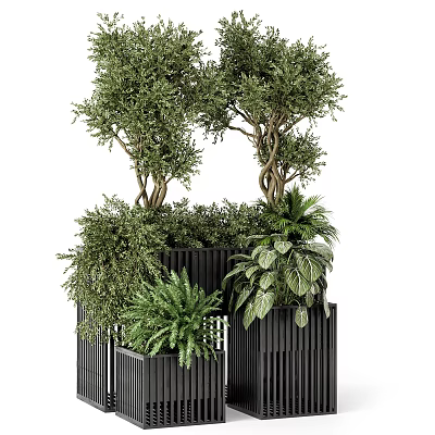 Lush Bonsai And Potted Green Plants With Various Foliage In Modern Black Planters 3d model