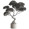 Bonsai Tree With Twisted Trunk Lush Green Foliage And Exposed Roots In Metal Pot