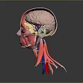 Medical Device Head Anatomical Model with Muscles Blood Vessels and Brain Structure