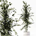 Bonsai Potted Plants With Golden Green Leaves Various Branch Shapes For Home Decor