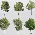 Various Arbor Tree Types With Green Foliage Isolated On White Background 3d model