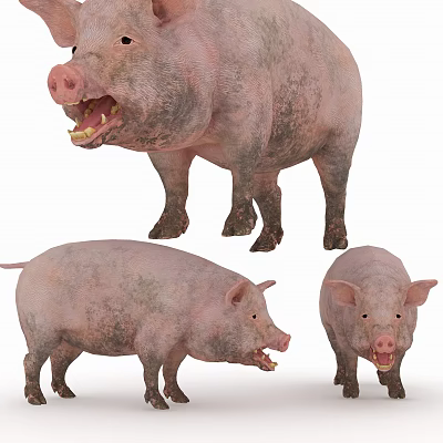 Modern Pig 3d model